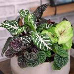 12-Pack Live Indoor Plants for Gardening Enthusiasts