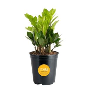 Costa Farms ZZ Indoor Tabletop Plant - 6 Inch