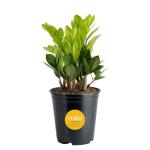 Costa Farms ZZ Indoor Tabletop Plant - 6 Inch