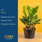 Costa Farms ZZ Indoor Tabletop Plant - 6 Inch