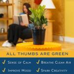 Costa Farms ZZ Indoor Tabletop Plant - 6 Inch