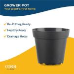 Costa Farms ZZ Indoor Tabletop Plant - 6 Inch