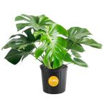 Monstera Swiss Cheese Plant - Easy Care Indoor Decor