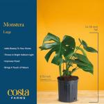 Monstera Swiss Cheese Plant - Easy Care Indoor Decor