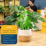 Monstera Swiss Cheese Plant - Easy Care Indoor Decor