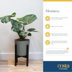 Monstera Swiss Cheese Plant - Easy Care Indoor Decor
