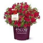 Encore Azalea Autumn Bonfire Red Flowering Shrub
