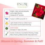 Encore Azalea Autumn Bonfire Red Flowering Shrub