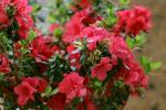 Encore Azalea Autumn Bonfire Red Flowering Shrub