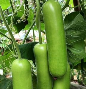 15pcs Long Bottle Gourd Cucuzzi Seeds Opo Asian Calabash Melon Chinese Squash Non-GMO Heirloom