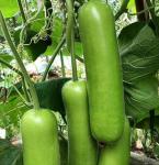 15pcs Long Bottle Gourd Cucuzzi Seeds Opo Asian Calabash Melon Chinese Squash Non-GMO Heirloom