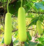 15pcs Long Bottle Gourd Cucuzzi Seeds Opo Asian Calabash Melon Chinese Squash Non-GMO Heirloom