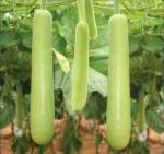 15pcs Long Bottle Gourd Cucuzzi Seeds Opo Asian Calabash Melon Chinese Squash Non-GMO Heirloom