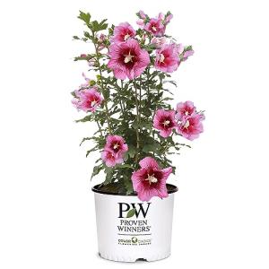 Proven Winners 2 Gal. Red Pillar Rose of Sharon (Hibiscus) Shrub