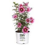 Proven Winners 2 Gal. Red Pillar Rose of Sharon (Hibiscus) Shrub