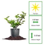 Perfect Plants Apache BlackBerry Bush 1 Gallon | Live Thornless Fruit for Outdoor Planting | Fresh Fruits for Home Gardens | Dark Purple Berries Emerge During Early Summer