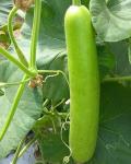 15pcs Long Bottle Gourd Cucuzzi Seeds Opo Asian Calabash Melon Chinese Squash Non-GMO Heirloom