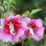 Proven Winners 2 Gal. Red Pillar Rose of Sharon (Hibiscus) Shrub