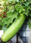 15pcs Long Bottle Gourd Cucuzzi Seeds Opo Asian Calabash Melon Chinese Squash Non-GMO Heirloom