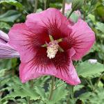 Proven Winners 2 Gal. Red Pillar Rose of Sharon (Hibiscus) Shrub