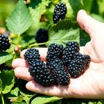 Perfect Plants Apache BlackBerry Bush 1 Gallon | Live Thornless Fruit for Outdoor Planting | Fresh Fruits for Home Gardens | Dark Purple Berries Emerge During Early Summer