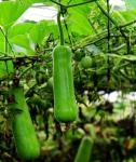 15pcs Long Bottle Gourd Cucuzzi Seeds Opo Asian Calabash Melon Chinese Squash Non-GMO Heirloom