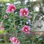 Proven Winners 2 Gal. Red Pillar Rose of Sharon (Hibiscus) Shrub