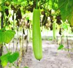 15pcs Long Bottle Gourd Cucuzzi Seeds Opo Asian Calabash Melon Chinese Squash Non-GMO Heirloom