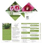 Proven Winners 2 Gal. Red Pillar Rose of Sharon (Hibiscus) Shrub