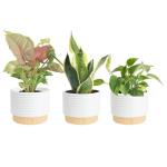 Costa Farms Indoor Air Purifying Plant Trio