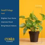 Costa Farms Indoor Air Purifying Plant Trio