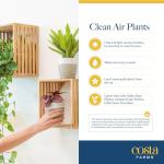 Costa Farms Indoor Air Purifying Plant Trio