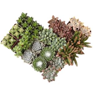 Assorted Live Succulent Plants - 20 Pack