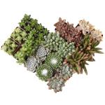 Assorted Live Succulent Plants - 20 Pack