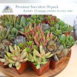 Assorted Live Succulent Plants - 20 Pack