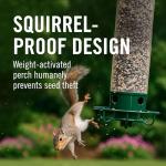 Droll Yankees Squirrel-Proof Bird Feeder in Green