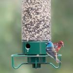 Droll Yankees Squirrel-Proof Bird Feeder in Green