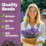 Premium English Lavender Seeds - 3000 Non-GMO