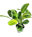 Lemon Lime Prayer Plant - Attractive Indoor Houseplant
