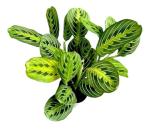 Lemon Lime Prayer Plant - Attractive Indoor Houseplant