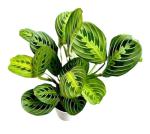 Lemon Lime Prayer Plant - Attractive Indoor Houseplant
