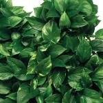 Garden Tools Set with Ergonomic Handles