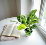 Lemon Lime Prayer Plant - Attractive Indoor Houseplant