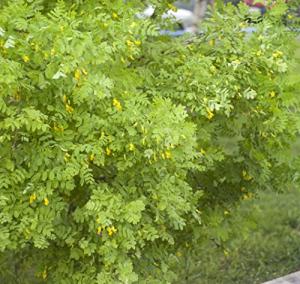 Earthcare Seeds Siberian Pea Shrub 50 Seeds (Caragana arborescens) Heirloom - Non GMO - Open Pollinated