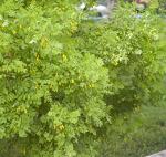 Earthcare Seeds Siberian Pea Shrub 50 Seeds (Caragana arborescens) Heirloom - Non GMO - Open Pollinated