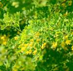 Earthcare Seeds Siberian Pea Shrub 50 Seeds (Caragana arborescens) Heirloom - Non GMO - Open Pollinated