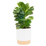 Little Fiddle Leaf Fig Indoor Plant in Pot