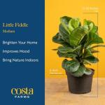 Little Fiddle Leaf Fig Indoor Plant in Pot