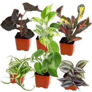 Easy Care Houseplants Set of 6 for Home