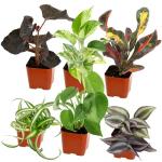 Easy Care Houseplants Set of 6 for Home